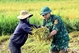 Hue city border guards help people harvest rice